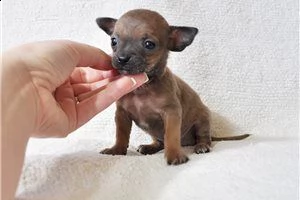 lovely chihuahua puppies for free adoption  | Foto 1