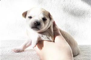 lovely chihuahua puppies for free adoption ///ghrjhjh | Foto 2