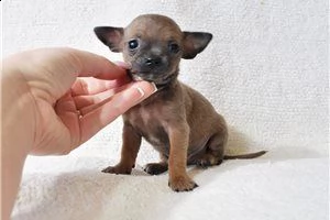 lovely chihuahua puppies for free adoption ///ghrjhjh | Foto 1
