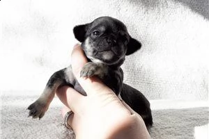 lovely chihuahua puppies for free adoption ///uhbgyu | Foto 1