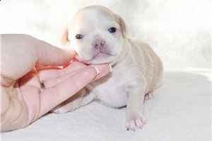 lovely chihuahua puppies for free adoption ///uhbgyu | Foto 0