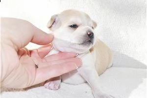 lovely chihuahua puppies for free adoption ///..,m | Foto 4