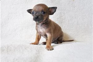 lovely chihuahua puppies for free adoption ///..,m | Foto 3