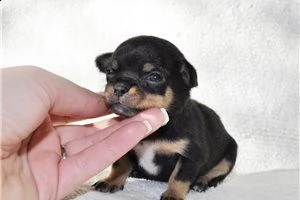 lovely chihuahua puppies for free adoption ///..,m | Foto 2