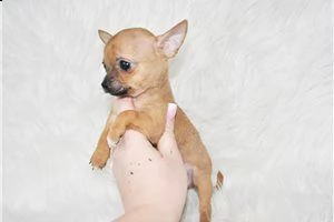 lovely chihuahua puppies for free adoption ///..,m | Foto 1