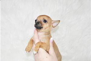 lovely chihuahua puppies for free adoption ///..,m
