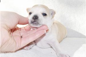 lovely chihuahua puppies for free adoption ///rrtghe | Foto 4