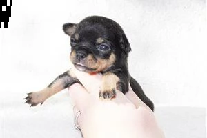 lovely chihuahua puppies for free adoption ///rrtghe | Foto 3