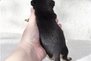 lovely chihuahua puppies for free adoption ///.,,m,,.m, | Foto 6