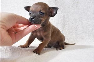 lovely chihuahua puppies for free adoption ///.,,m,,.m, | Foto 3