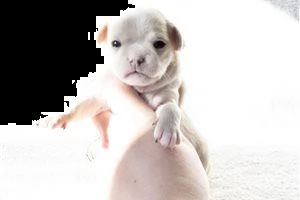 lovely chihuahua puppies for free adoption ///.,,m,,.m, | Foto 2
