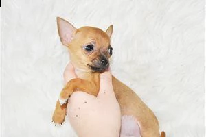 lovely chihuahua puppies for free adoption ///.,,m,,.m, | Foto 1