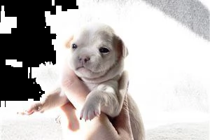 lovely chihuahua puppies for free adoption ///gg | Foto 4