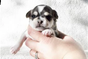 lovely chihuahua puppies for free adoption ///gg | Foto 3