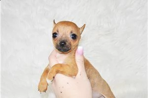 lovely chihuahua puppies for free adoption ///gg | Foto 2