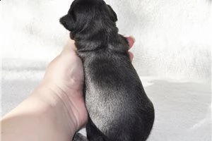 lovely chihuahua puppies for free adoption ///m,.,. | Foto 1