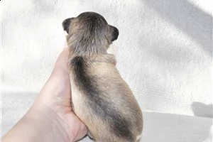 lovely chihuahua puppies for free adoption ///m,.,. | Foto 0