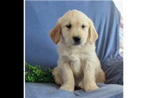 lovely  golden retriever for free adoption ///..,, | Foto 6