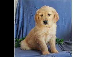 lovely  golden retriever for free adoption ///..,, | Foto 5