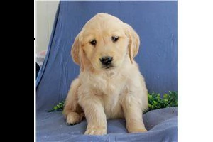 lovely  golden retriever for free adoption ///..,, | Foto 4