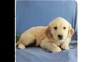 lovely  golden retriever for free adoption ///..,, | Foto 1