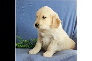 lovely  golden retriever for free adoption ///..,, | Foto 0