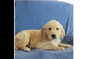 lovely  golden retriever for free adoption ////