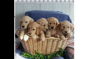 lovely  golden retriever for free adoption //// | Foto 6