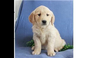 lovely  golden retriever for free adoption //// | Foto 5