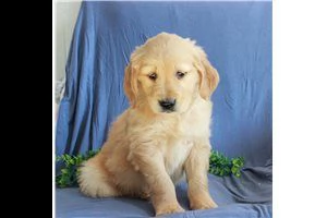 lovely  golden retriever for free adoption //// | Foto 1