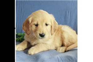 lovely  golden retriever for free adoption //// | Foto 0