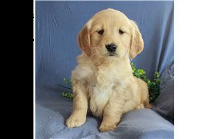 lovely  golden retriever for free adoption /////,.n m | Foto 5