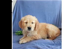 lovely  golden retriever for free adoption ///gfguhbhj | Foto 0
