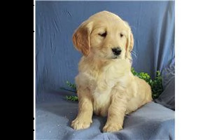 lovely  golden retriever for free adoption ///gvysgvsh | Foto 3