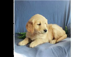lovely  golden retriever for free adoption ///gvysgvsh | Foto 2