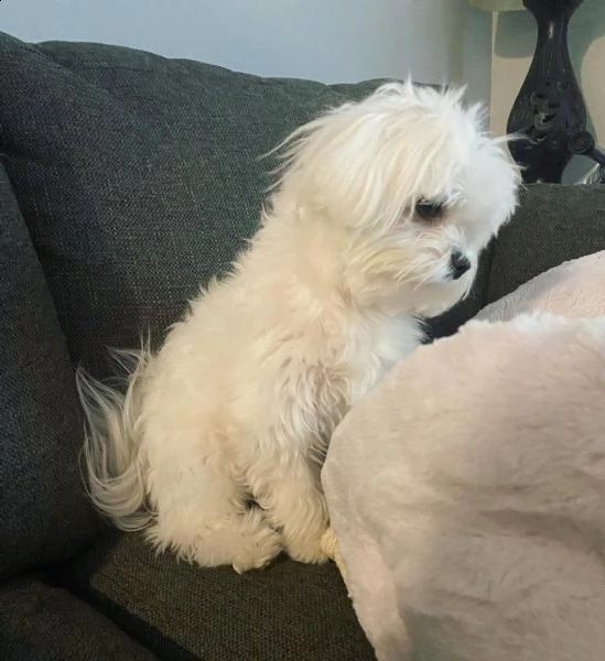regalo maltese(()((( | Foto 0