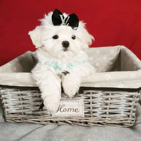 maltese mini toy
