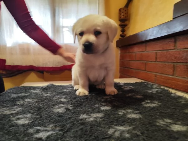 Ultimo cucciolo di labrador giallo
