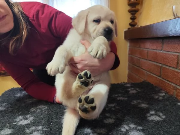 Ultimo cucciolo di labrador giallo | Foto 1