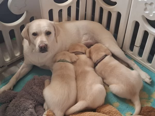 Ultimo cucciolo di labrador giallo | Foto 0