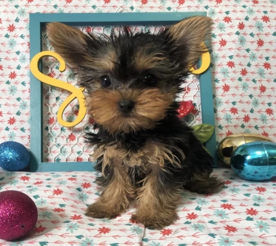  regalo yorkshire  | Foto 0