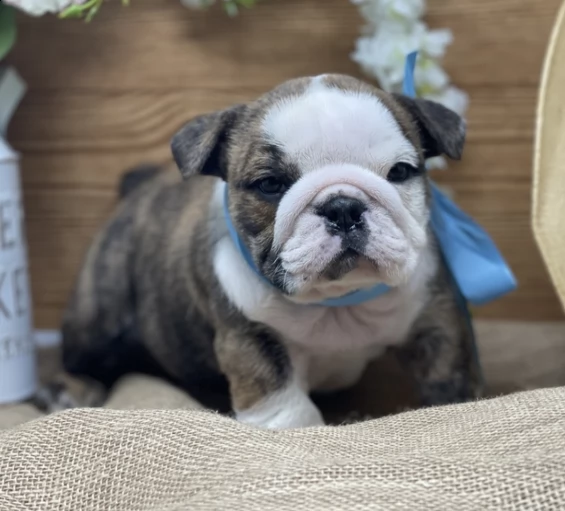  regalo   bulldog inglese