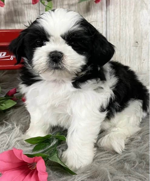    regalo shih-tzu  toy | Foto 0