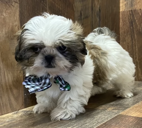     regalo shih-tzu  toy
