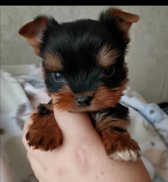 yorkie puppies