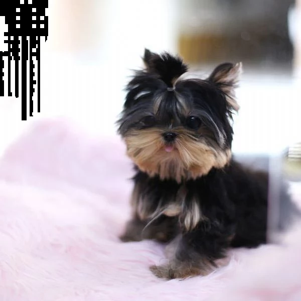 yorkie puppies | Foto 0