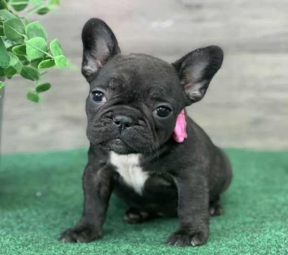  regalo bouledogue francese | Foto 0