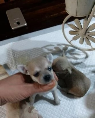 disponiamo cucciolini maschi e femmine di chihuahua,