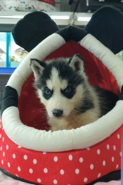 cucciolini maschi e femmine di husky, ottimi e in salute 