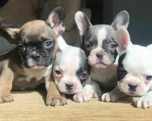 bouledogue francesi////